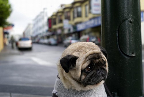 Самый грустный в мире пес